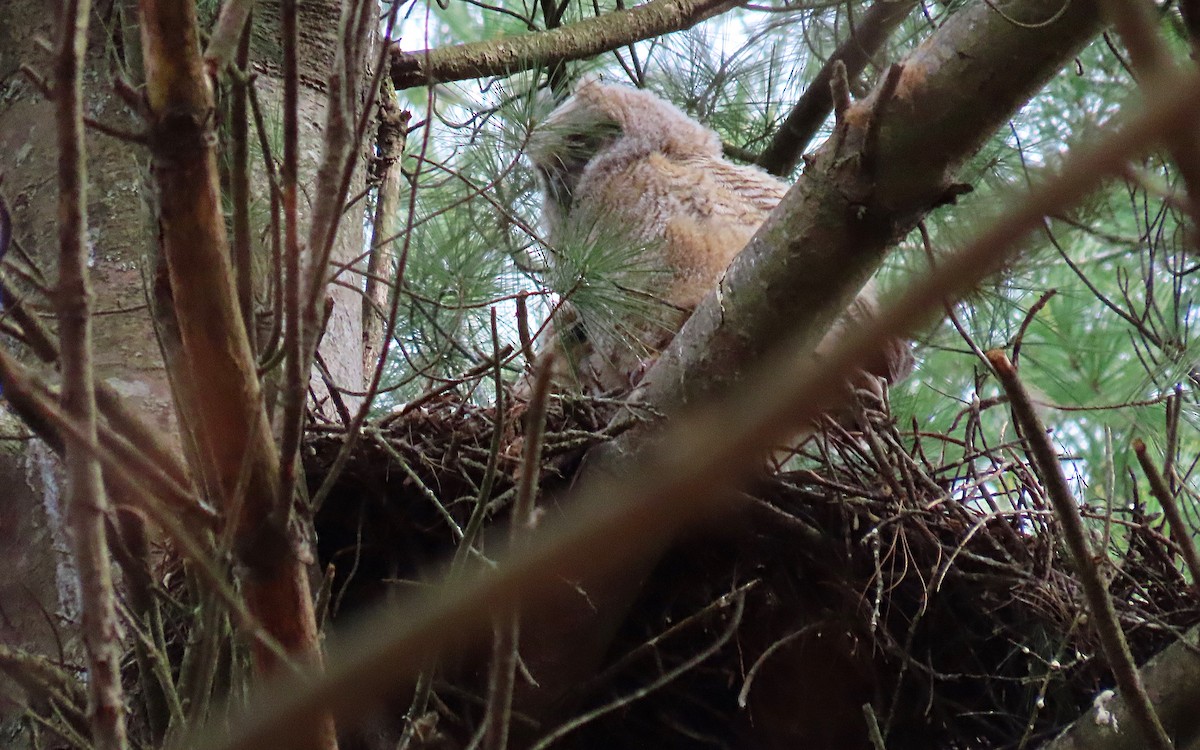 Great Horned Owl - ML439705691