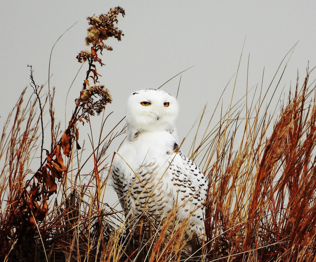 Snowy Owl - ML439706161