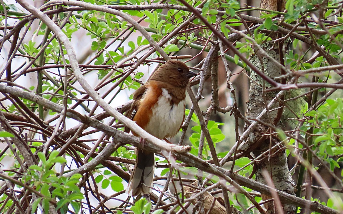 Eastern Towhee - ML439706691