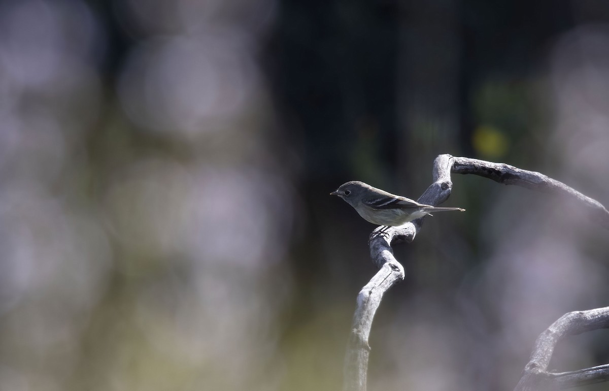 Dusky Flycatcher - ML439706741