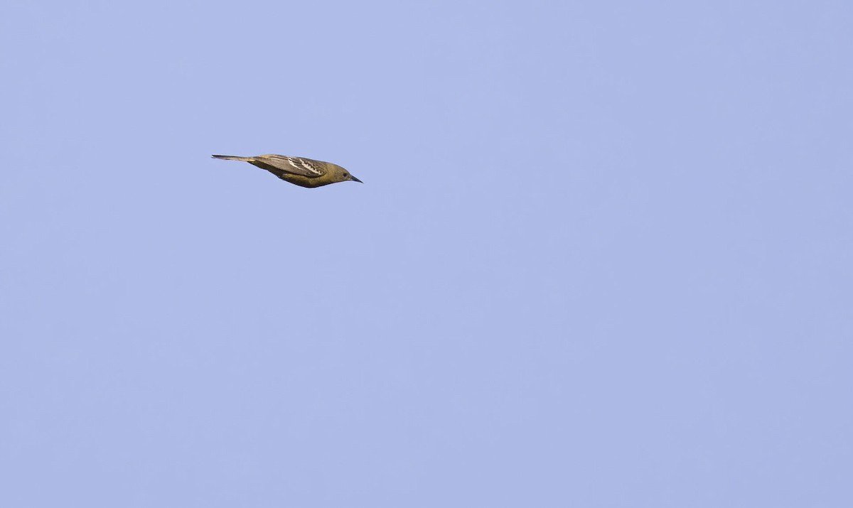 Scott's Oriole - ML439707401