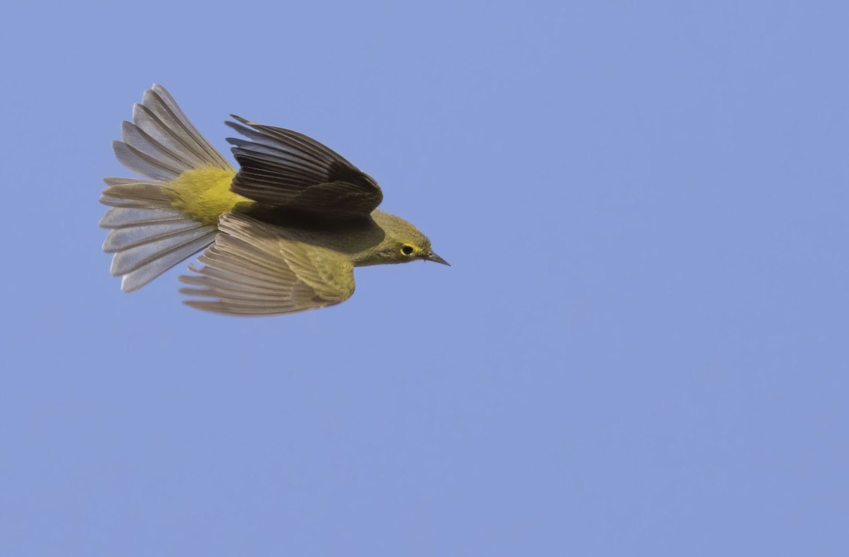 Orange-crowned Warbler - Marky Mutchler