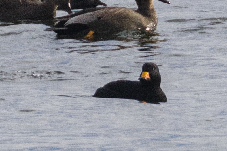 Black Scoter - Kenny Younger