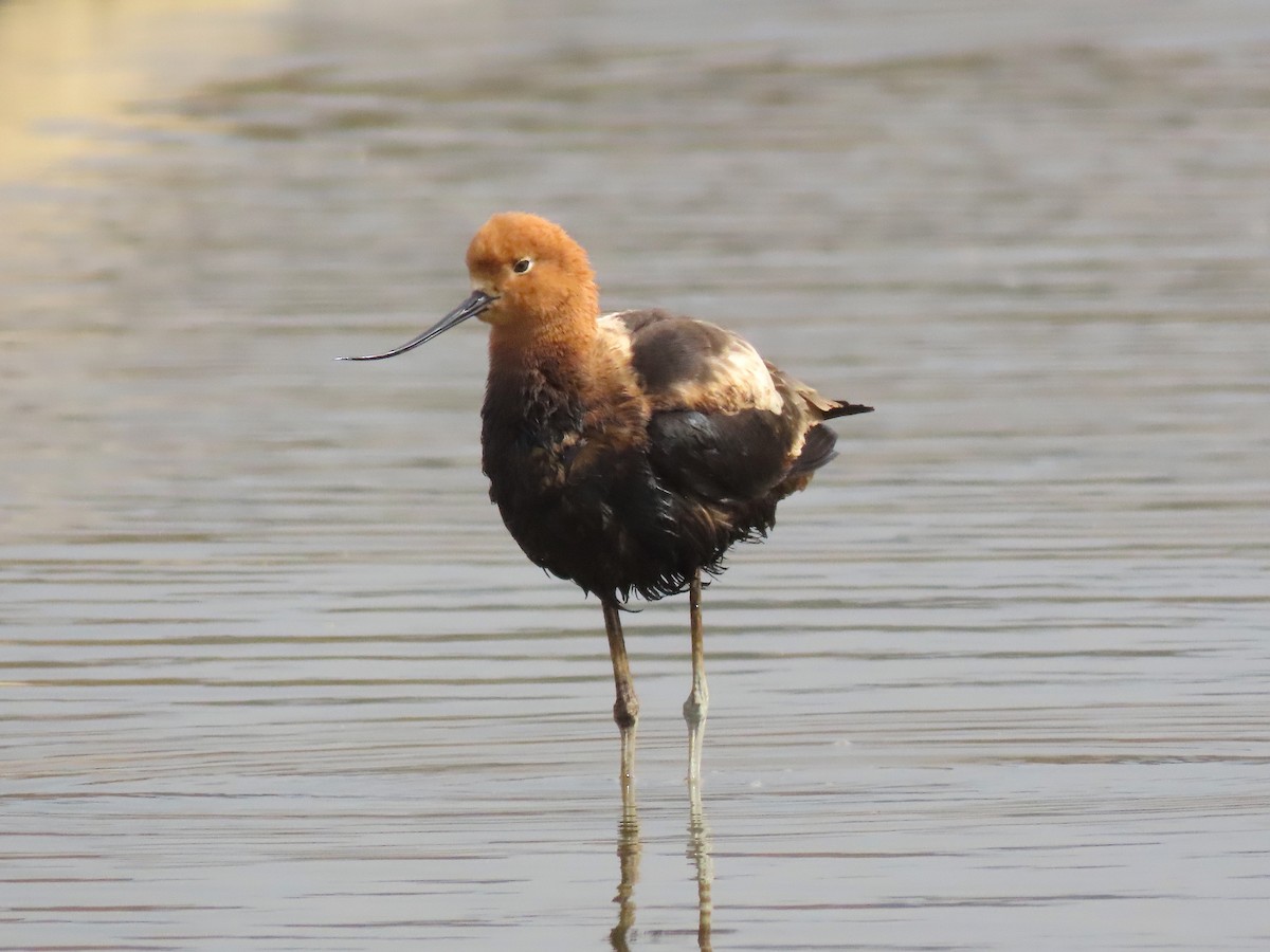 American Avocet - Ted Floyd