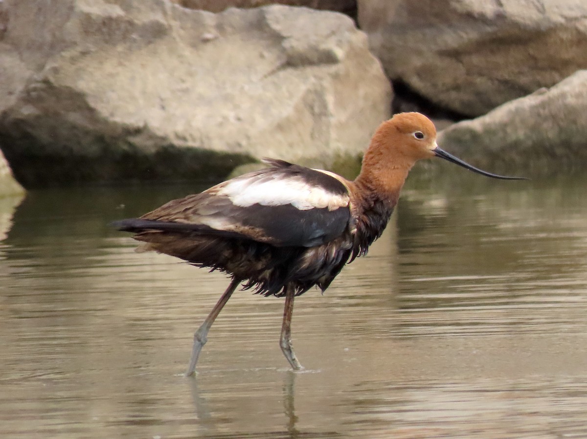 American Avocet - Ted Floyd