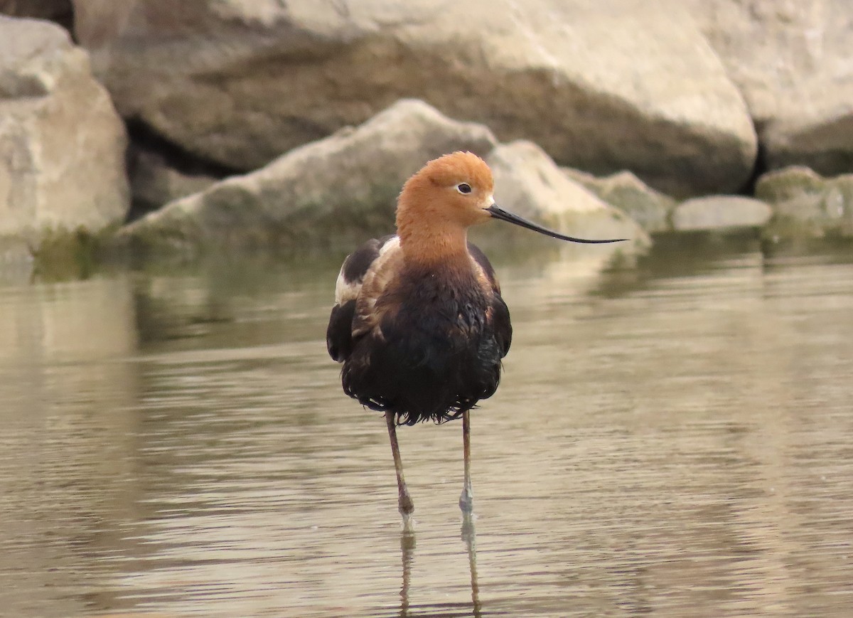 American Avocet - Ted Floyd