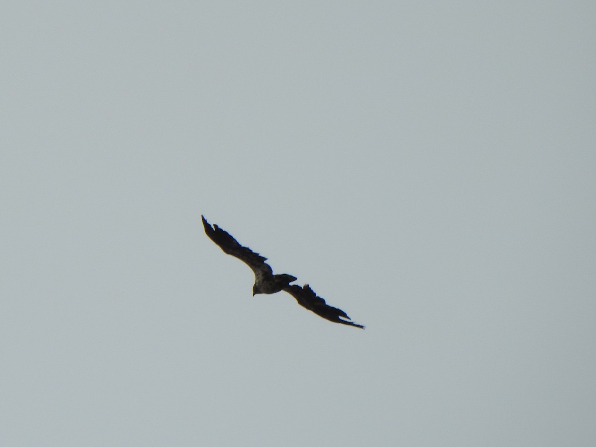 Swainson's Hawk - ML439709321