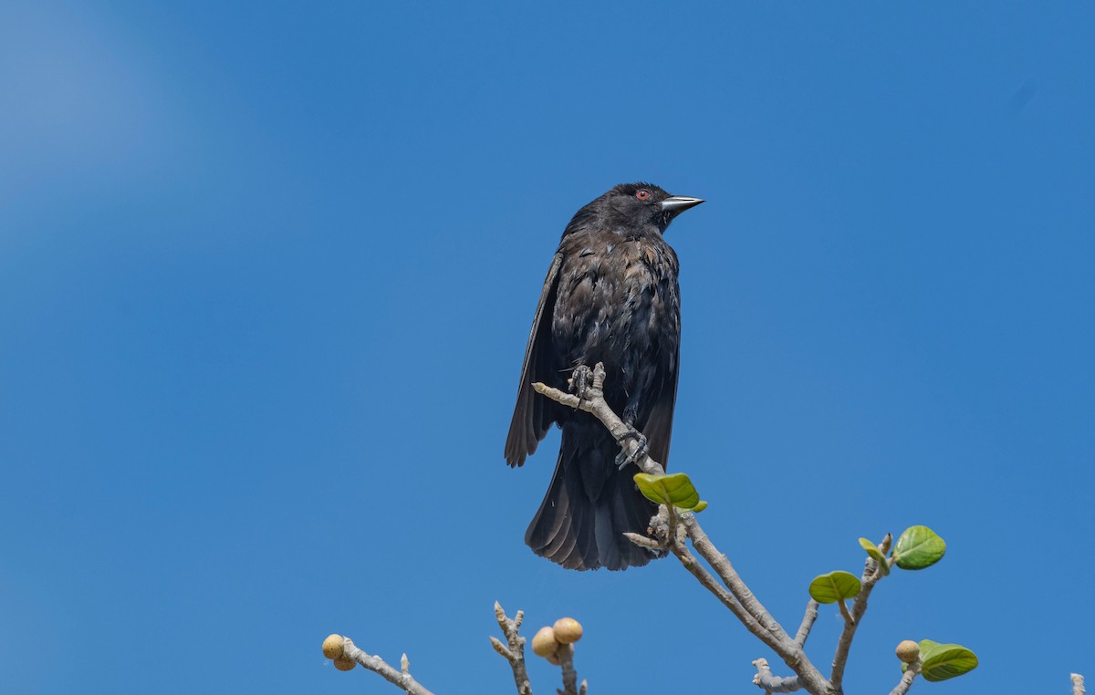 Bronzed Cowbird - ML439710671