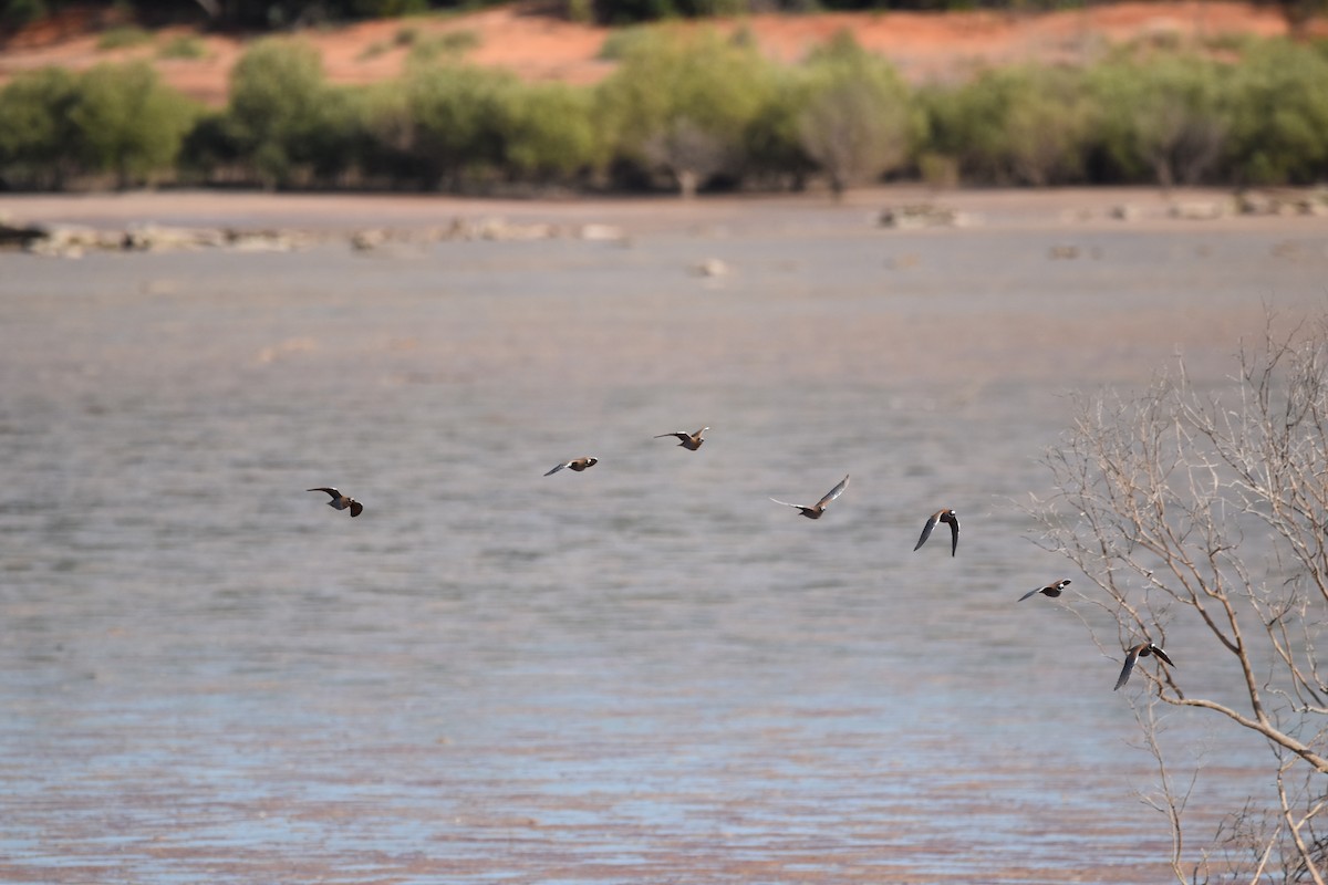 Flock Bronzewing - ML439711121