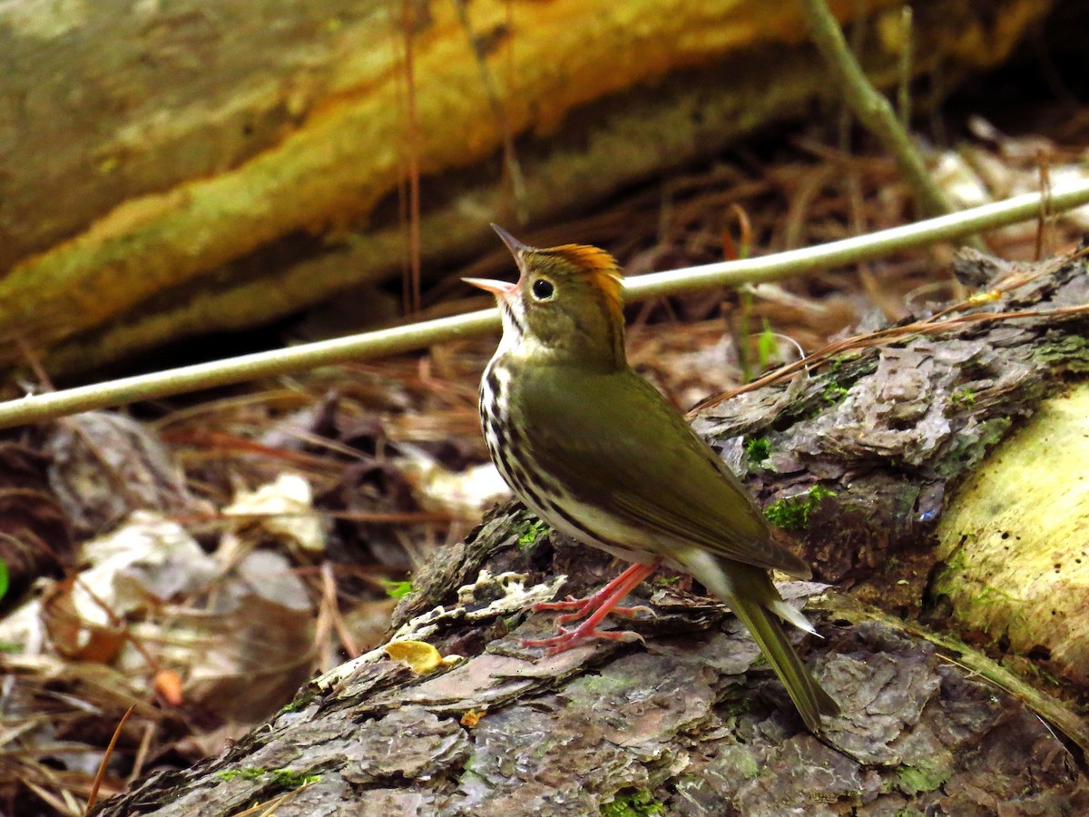 Ovenbird - WS Barbour