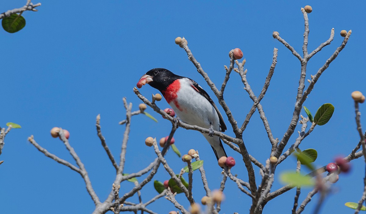 Rose-breasted Grosbeak - Rolando Tomas Pasos Pérez