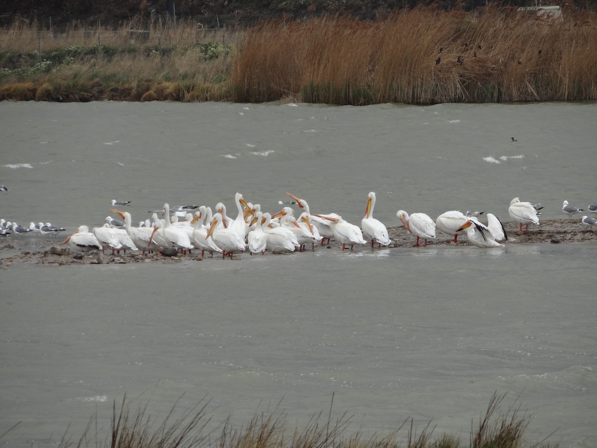 American White Pelican - ML439714031