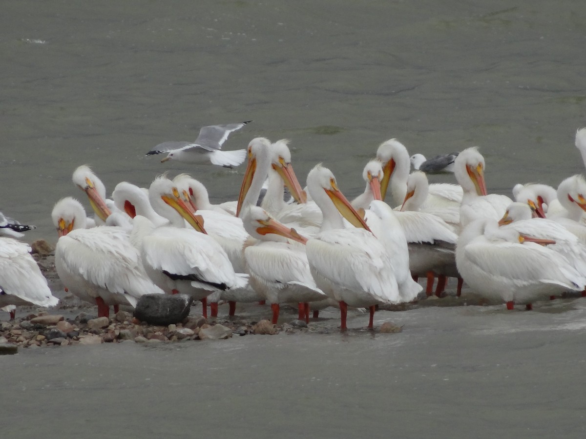 American White Pelican - ML439714421