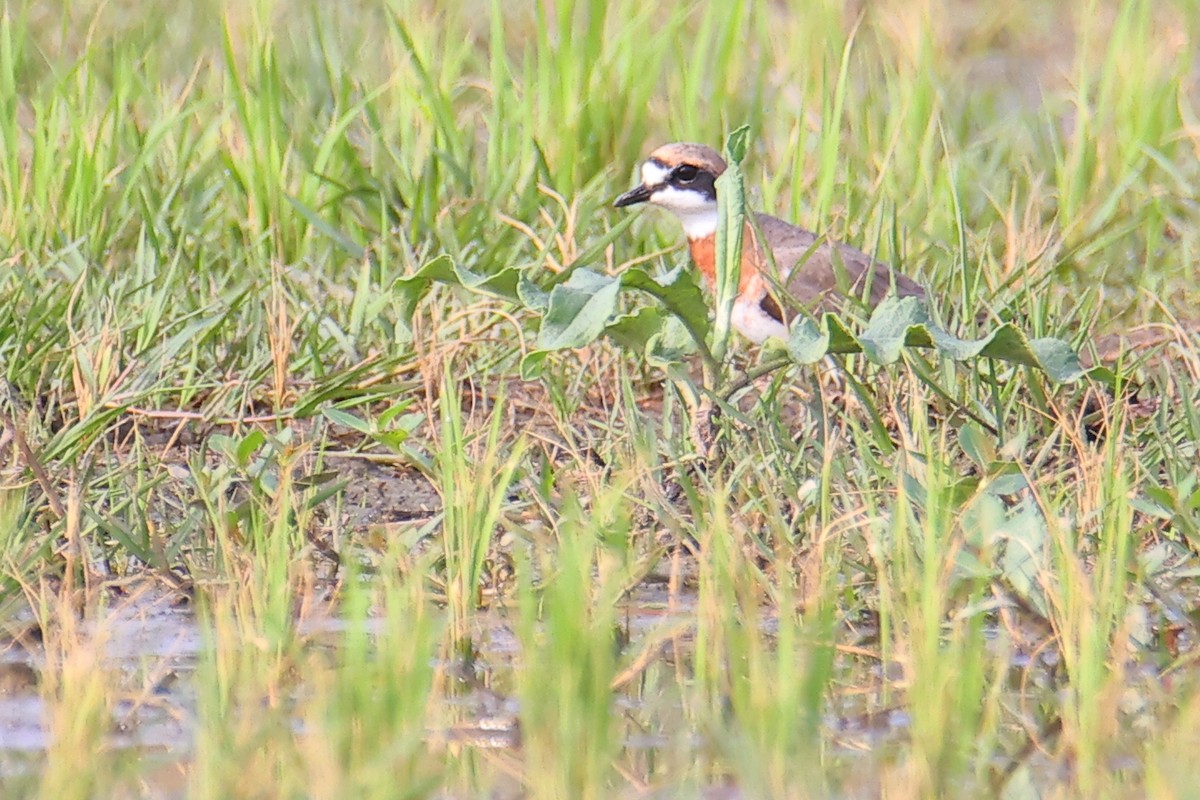 Siberian/Tibetan Sand-Plover - Archer Wang