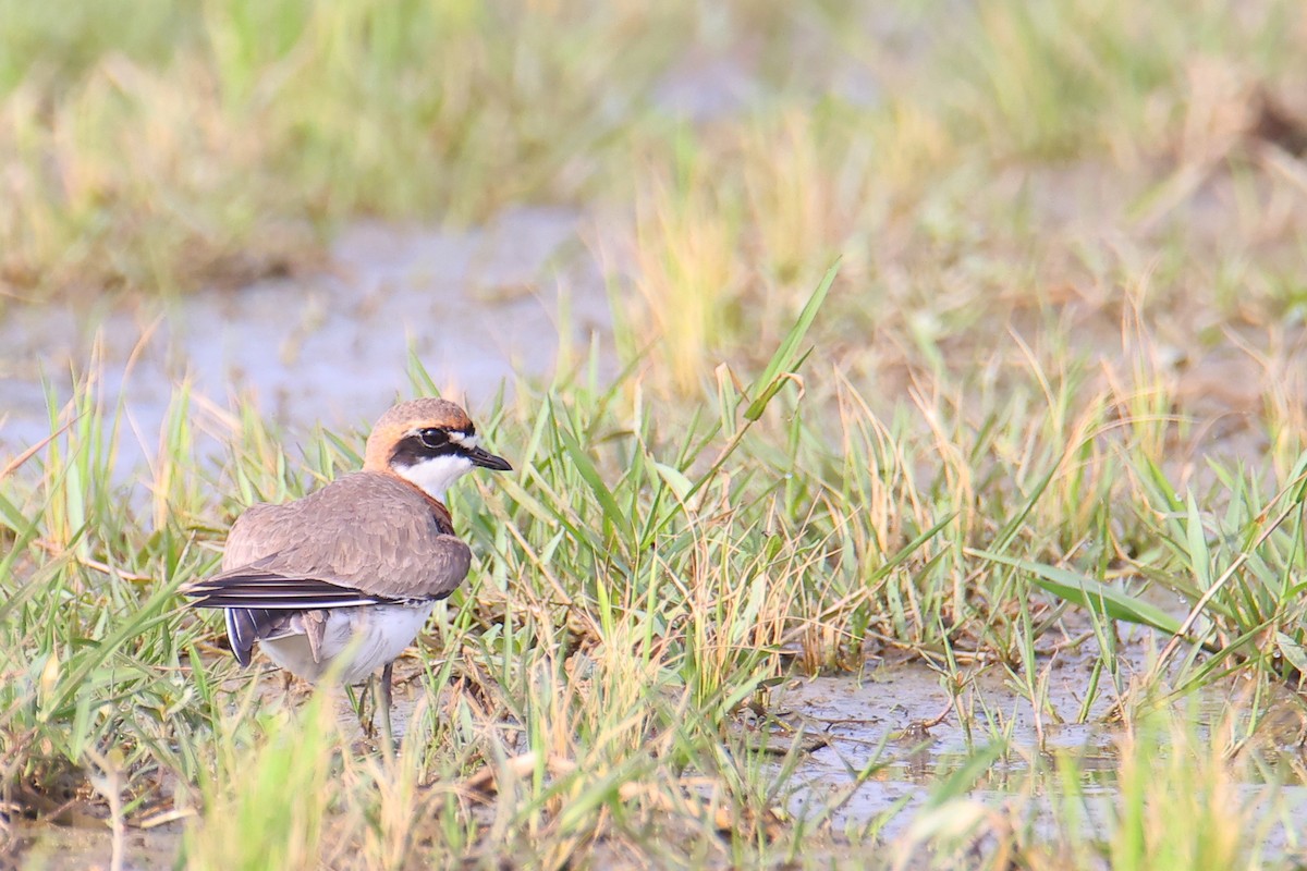 Siberian/Tibetan Sand-Plover - ML439715571