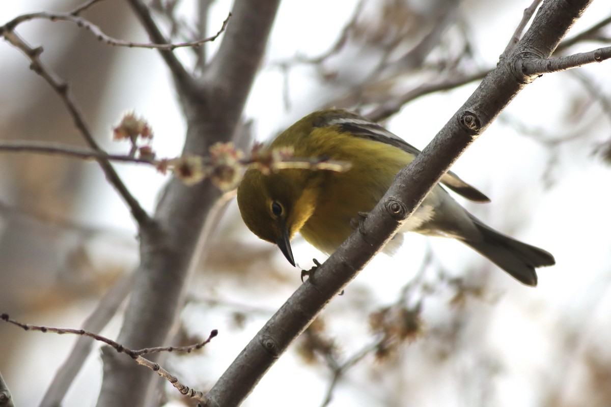 Pine Warbler - ML439716041