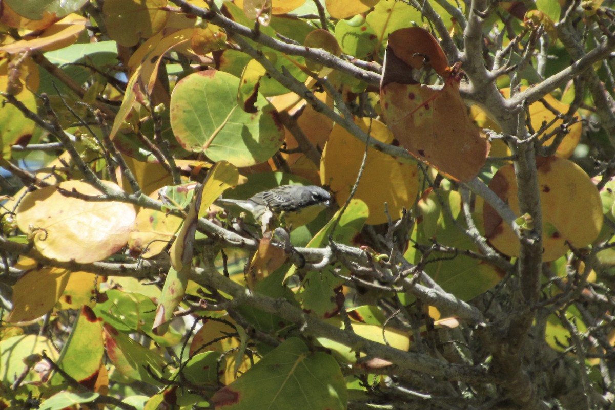 Kirtland's Warbler - ML439716591