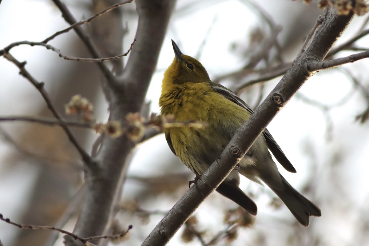 Pine Warbler - ML439716821