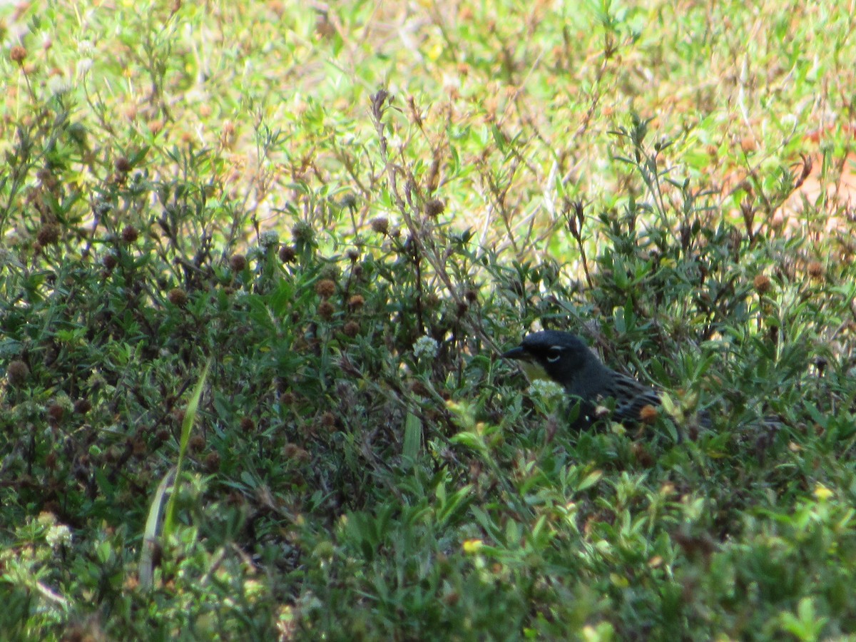 Kirtland's Warbler - ML439717521