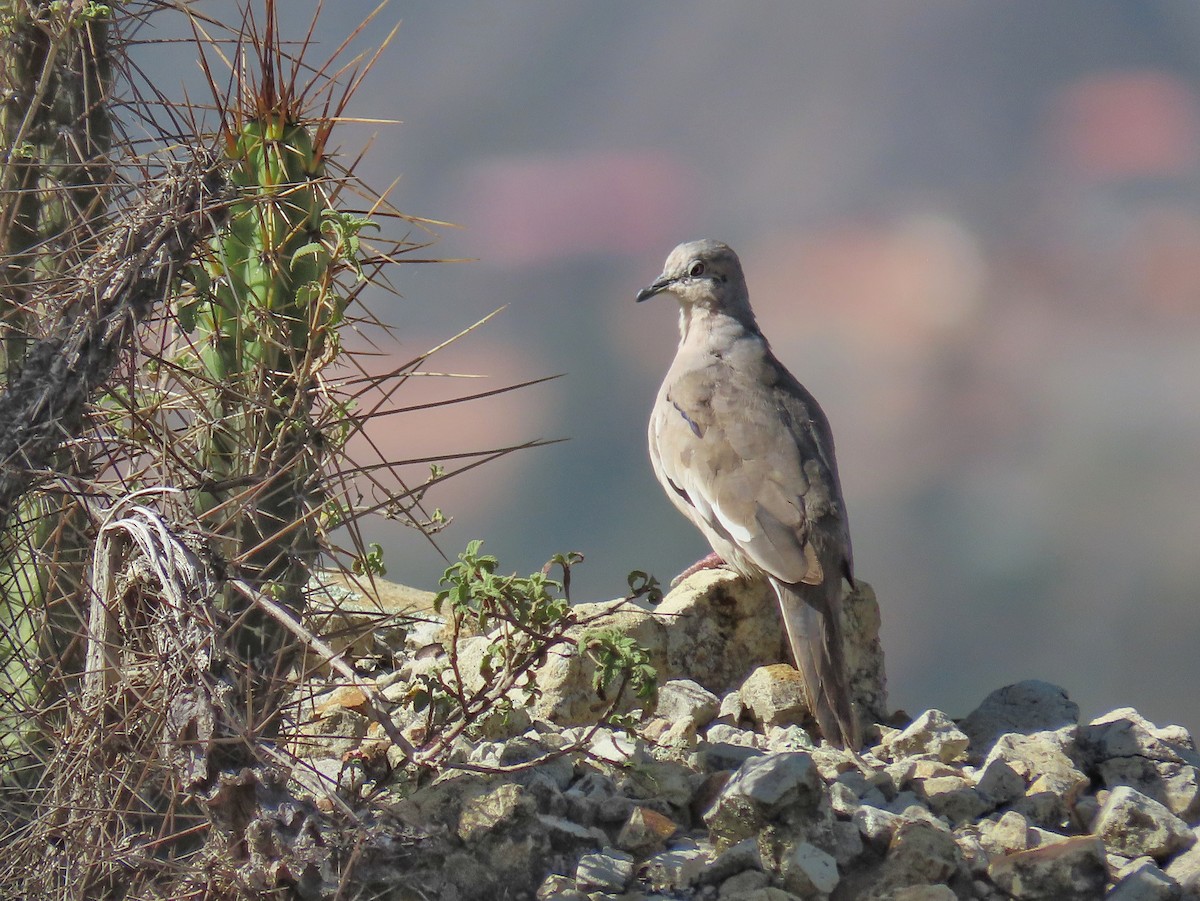 Picui Ground Dove - Àlex Giménez