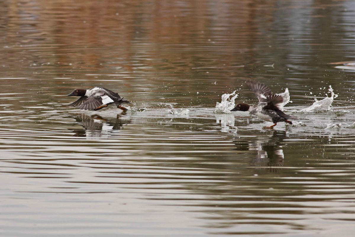 Common Goldeneye - Daniel Mitev