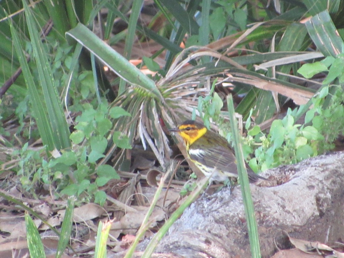 Cape May Warbler - ML439718821