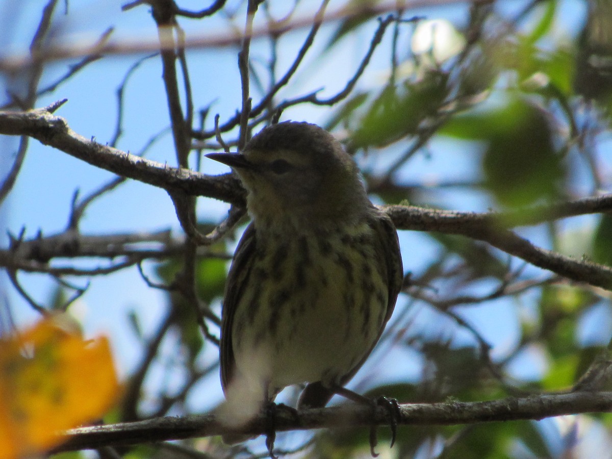 Cape May Warbler - ML439718851
