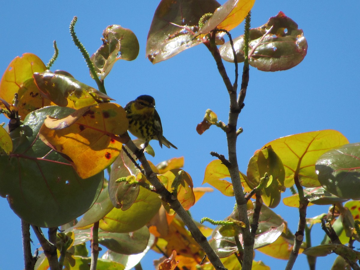 Cape May Warbler - ML439718881