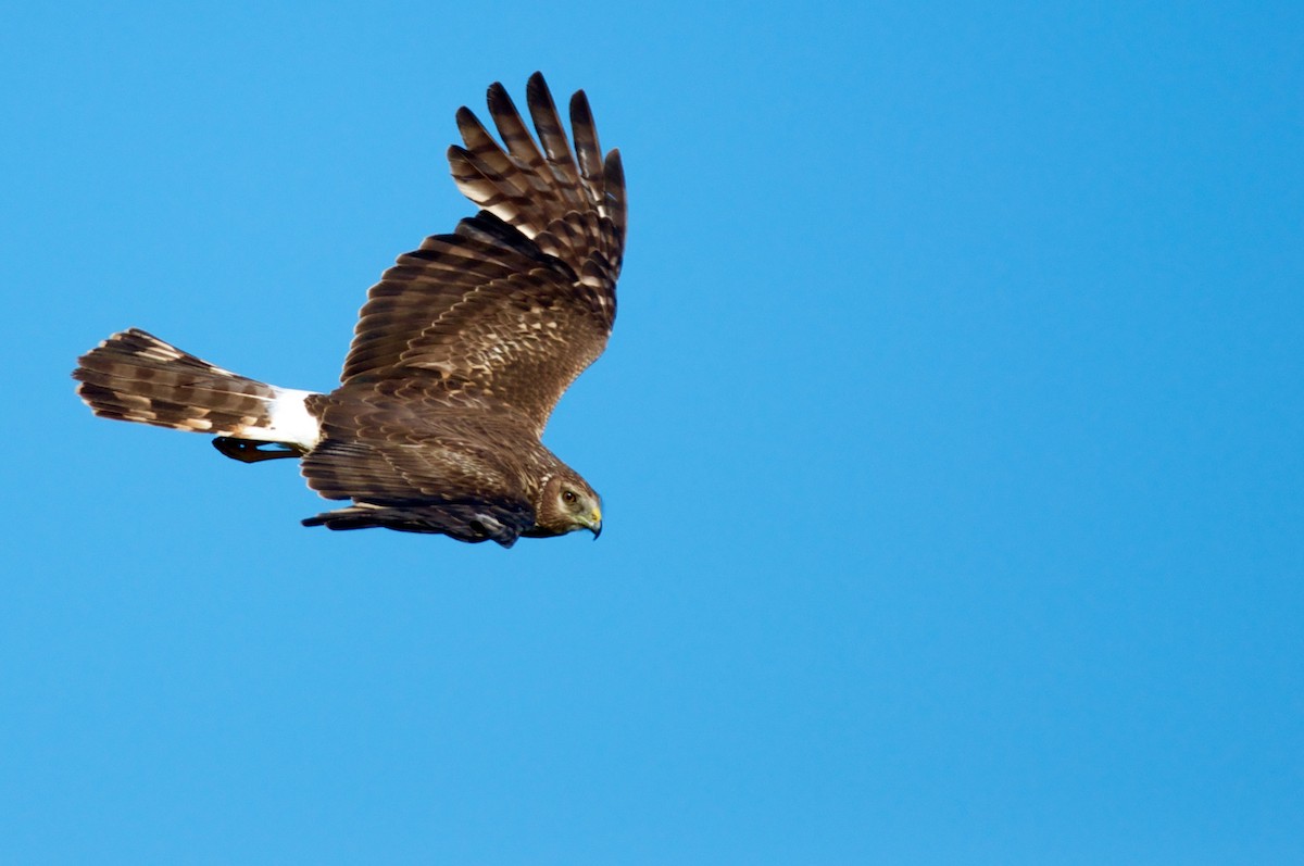 Northern Harrier - Amanda Guercio