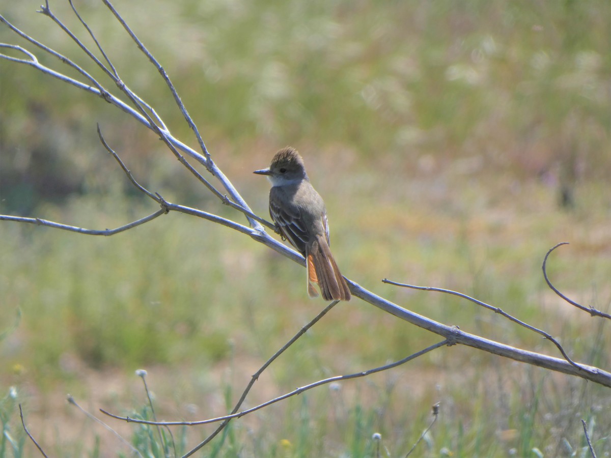 Ash-throated Flycatcher - Gabriel Rudy