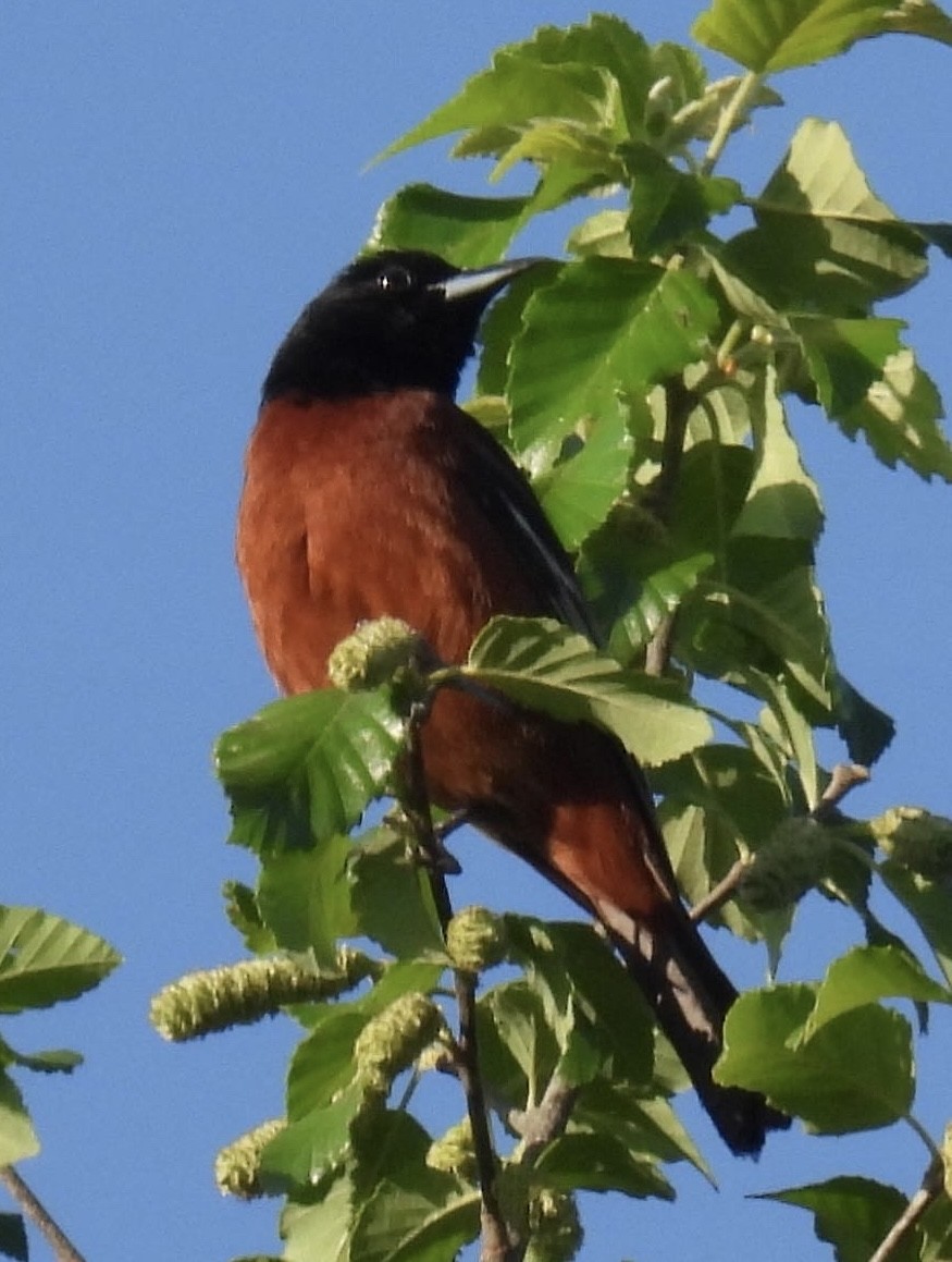 Orchard Oriole - ML439719561
