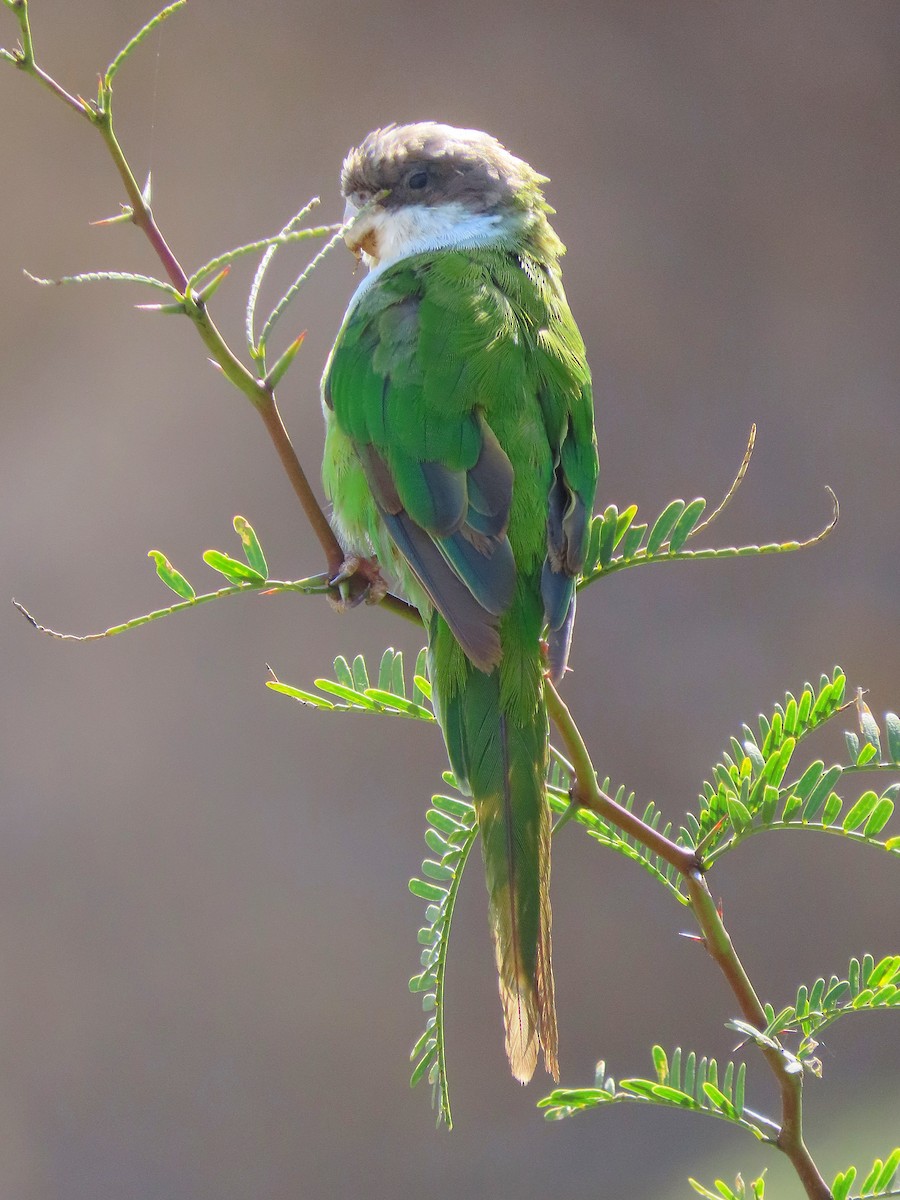 Gray-hooded Parakeet - ML439719591