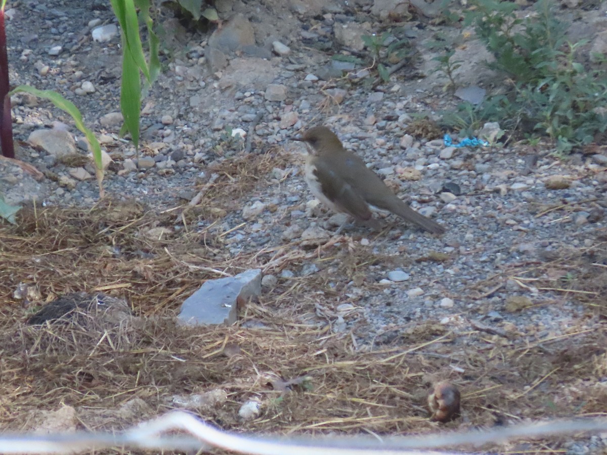 Creamy-bellied Thrush - Àlex Giménez