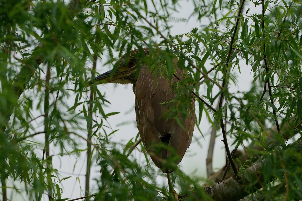 Black-crowned Night Heron - ML439719911