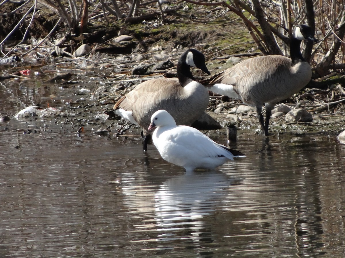 Ross's Goose - Pomera Fronce