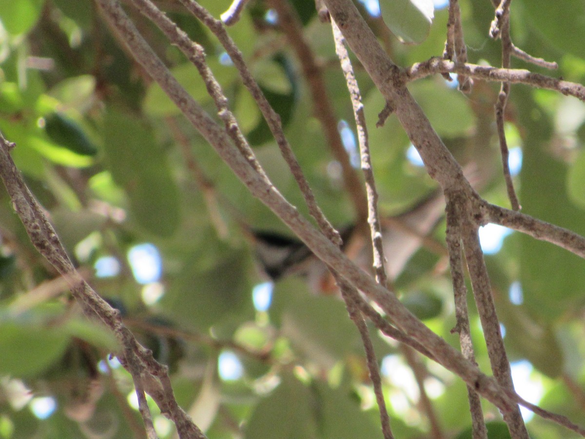 Blackpoll Warbler - ML439720491