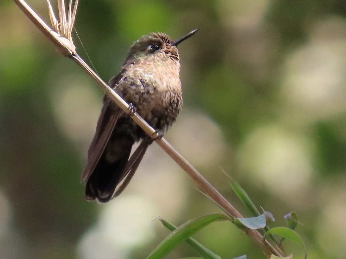 kolibřík dřišťálový - ML439720871