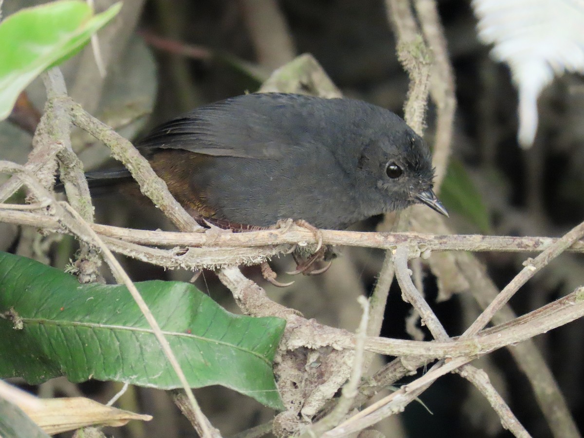 Trilling Tapaculo - ML439721721