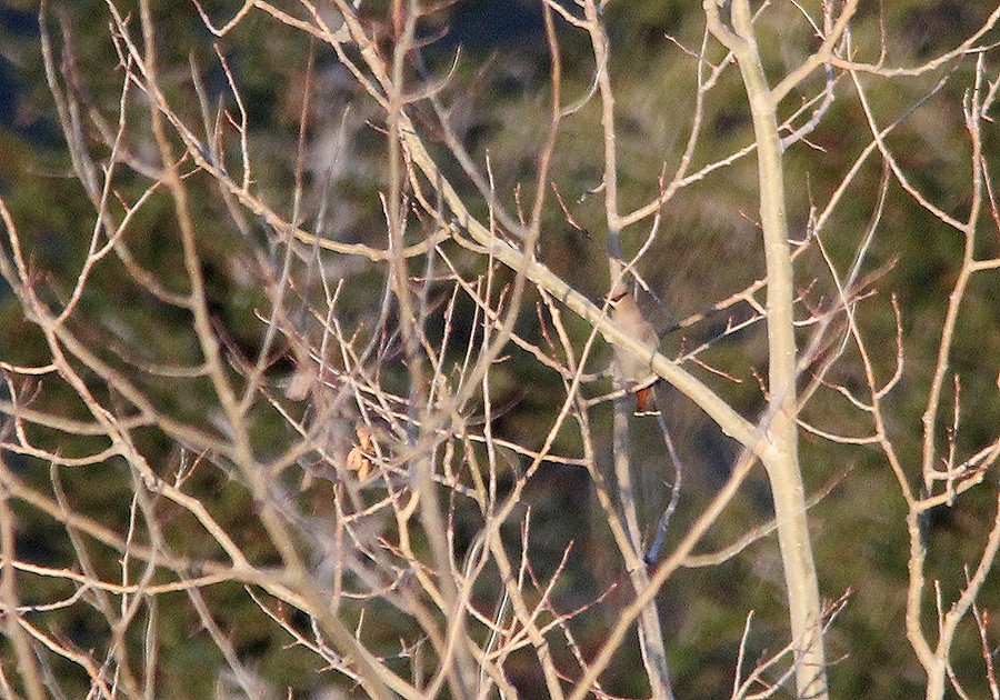 Bohemian Waxwing - ML43972211