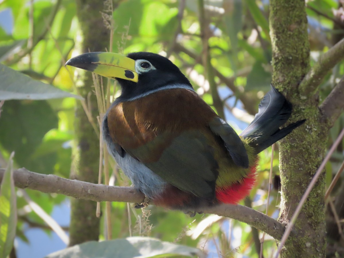 Hooded Mountain-Toucan - ML439722151