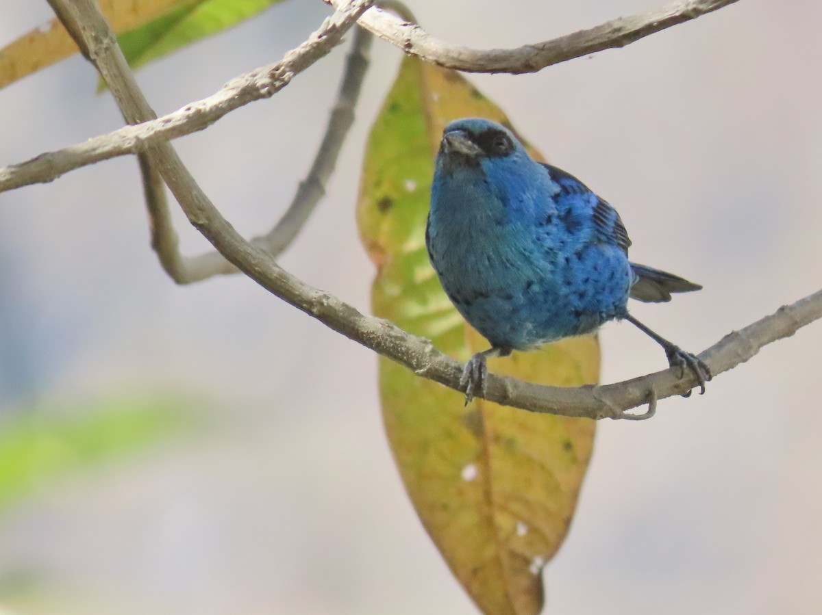 Blue-and-black Tanager - ML439723301