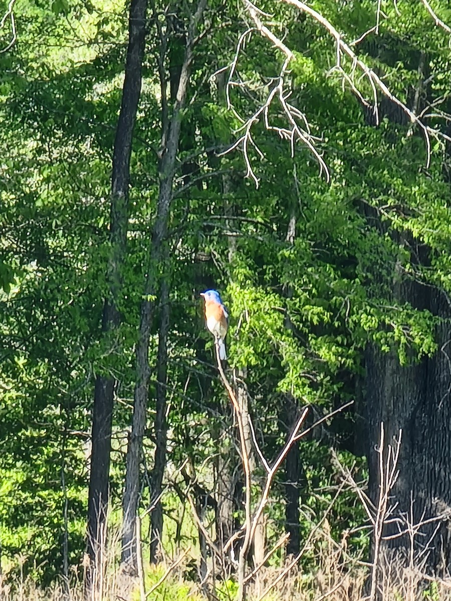 Eastern Bluebird - ML439724551