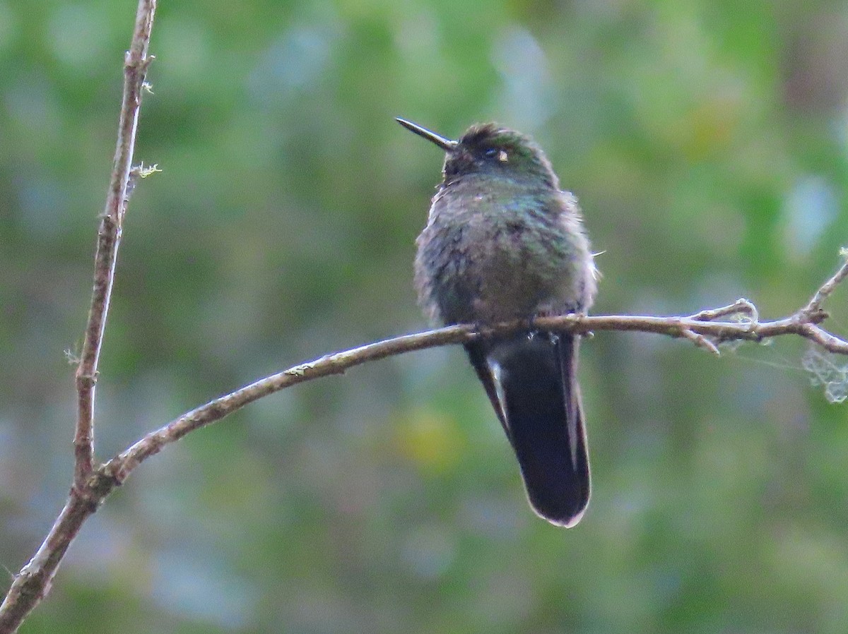 kolibřík dřišťálový - ML439725111