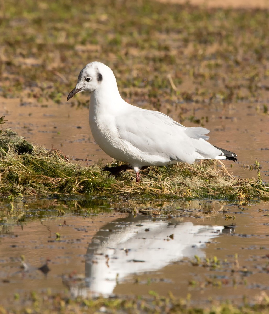 Andean Gull - ML439725171