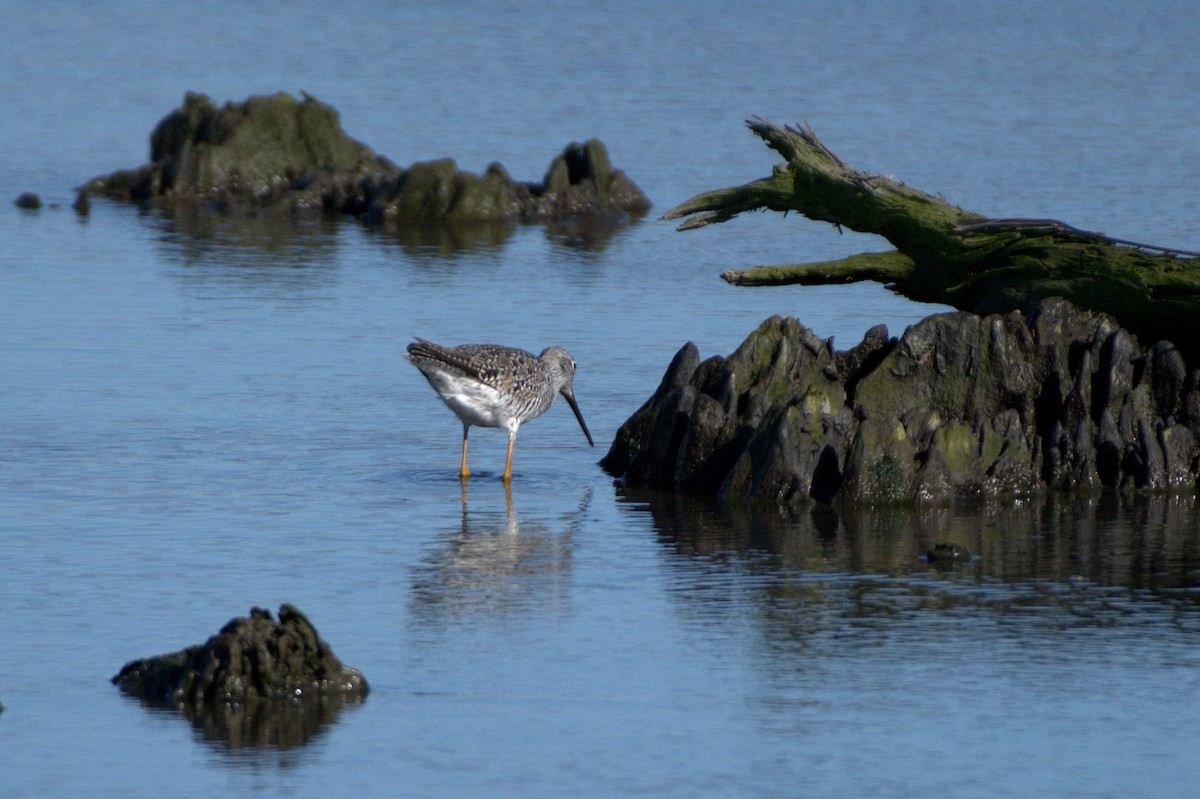 Greater Yellowlegs - ML439725461