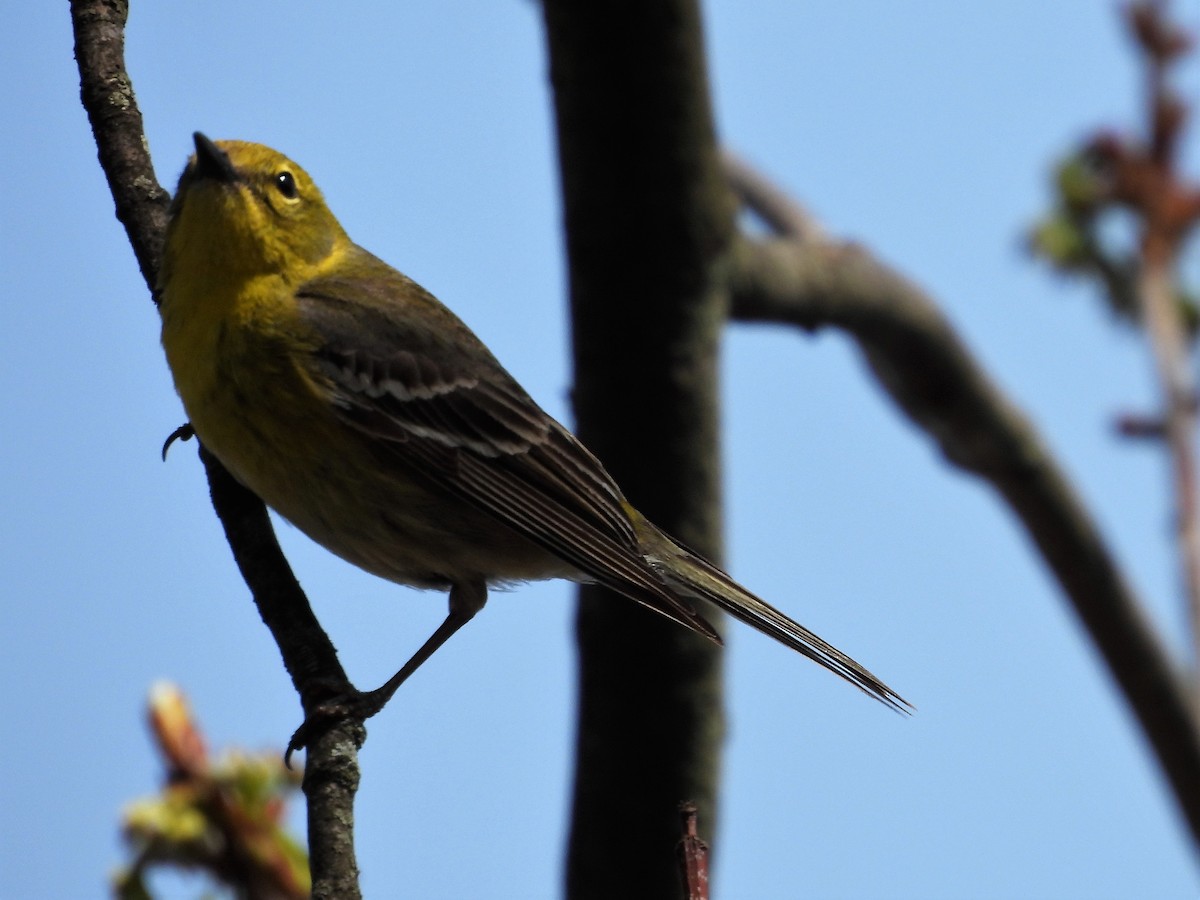 Pine Warbler - ML439725471