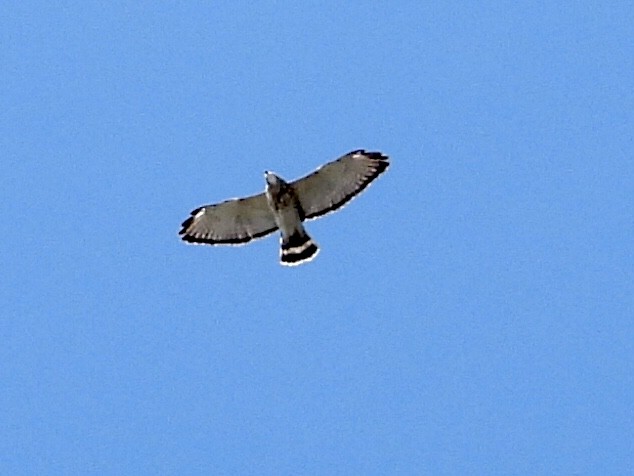 Broad-winged Hawk - ML439726231