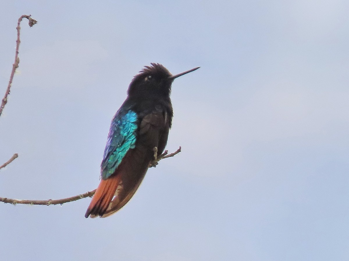 kolibřík černokápý - ML439726731