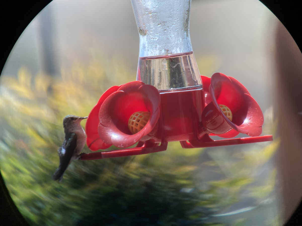 Calliope Hummingbird - ML439727071