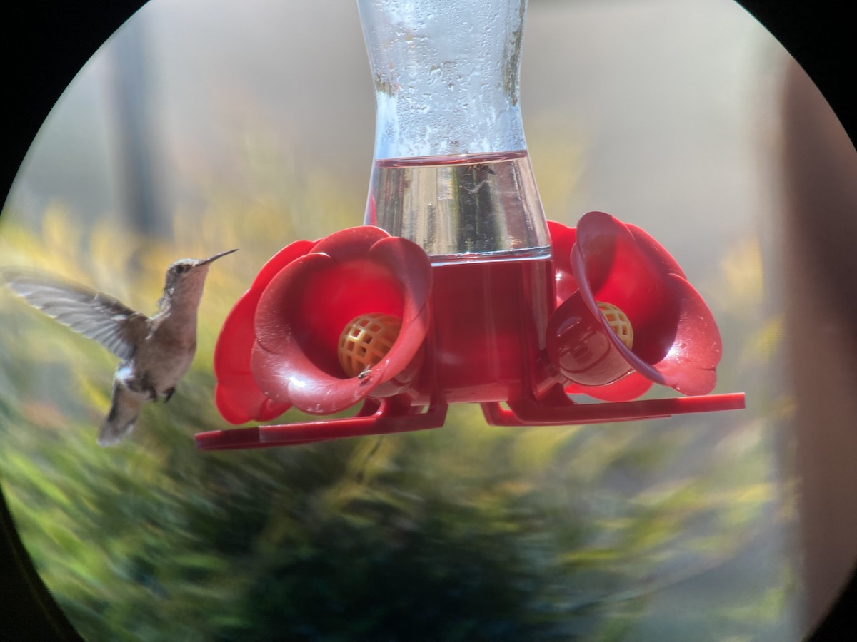 Calliope Hummingbird - ML439727161